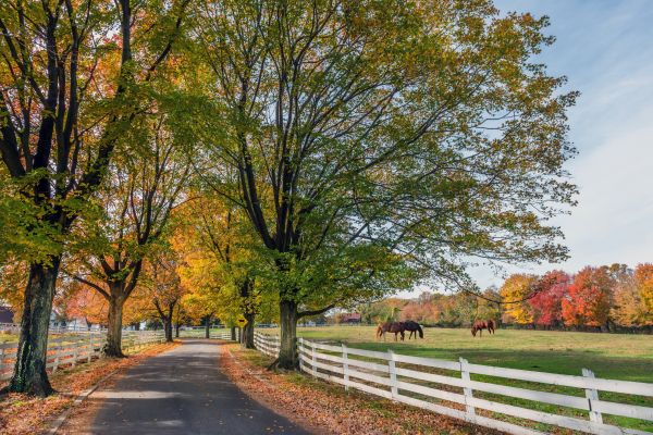 Horse Fence Painting Service